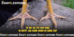 78 Vảy Gà Tốt Nên Chọi